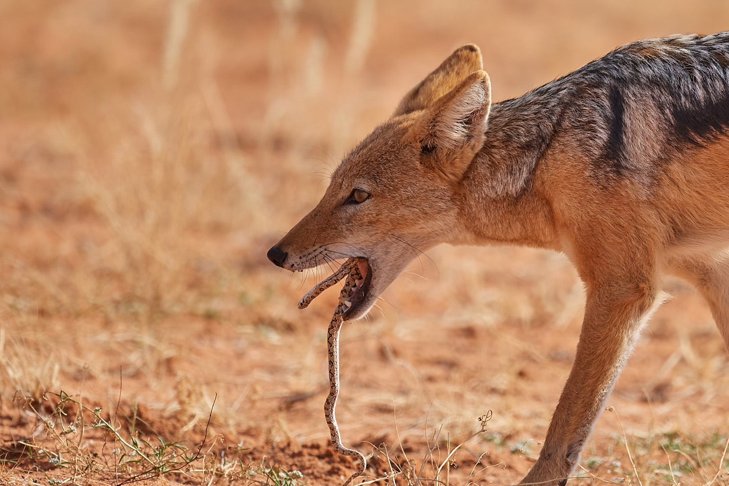 SCHABRACKENSCHAKAL - BLACK-BACKED JACKAL