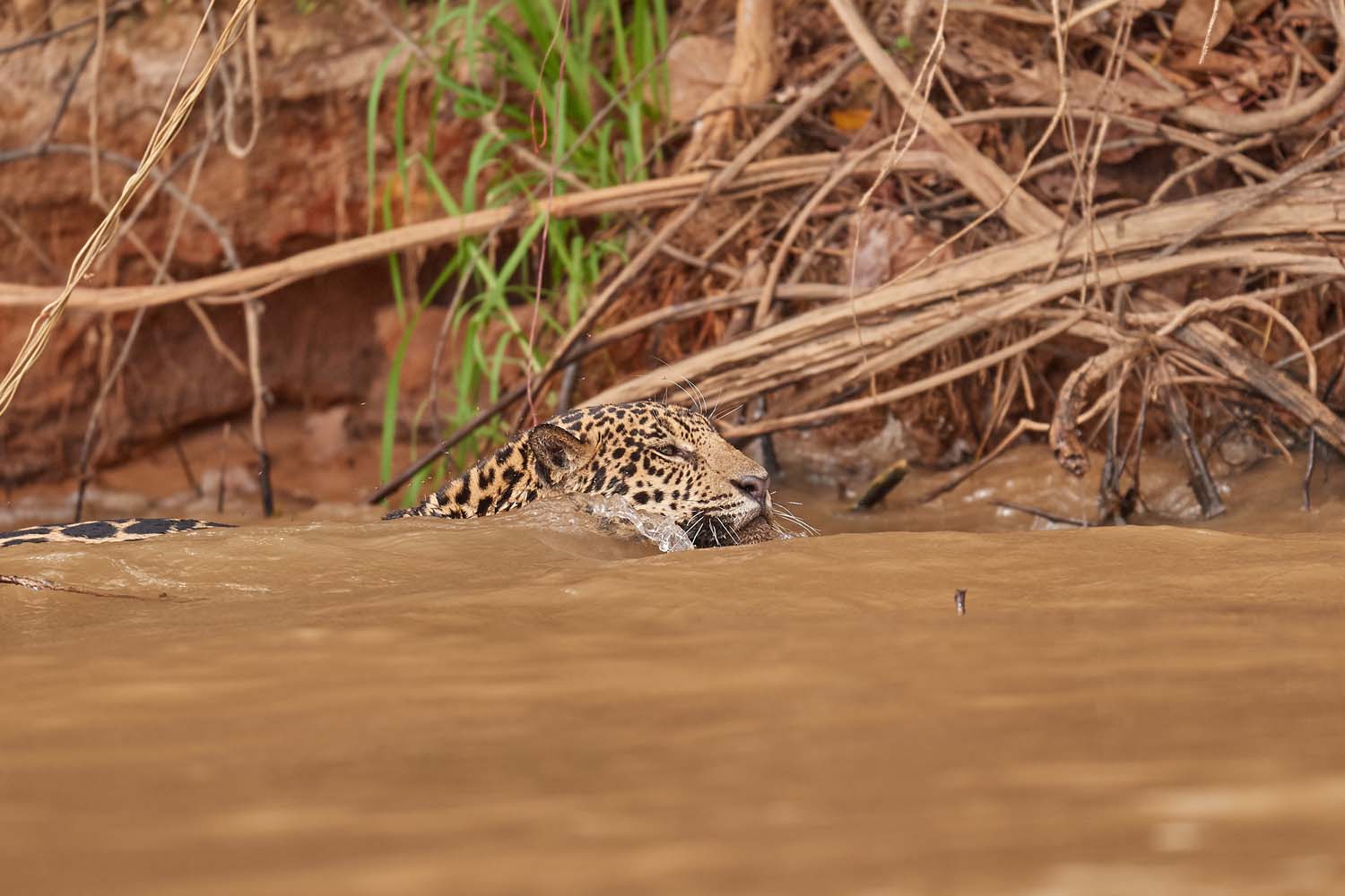 JAGUAR