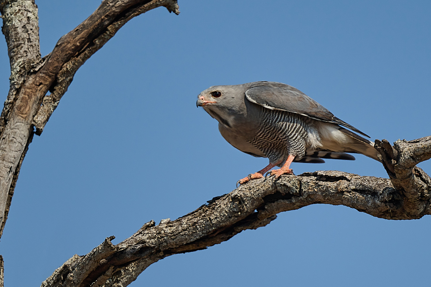 GRAUBÜRZEL-SINGHABICHT - DARK CHANTING GOSHAWK