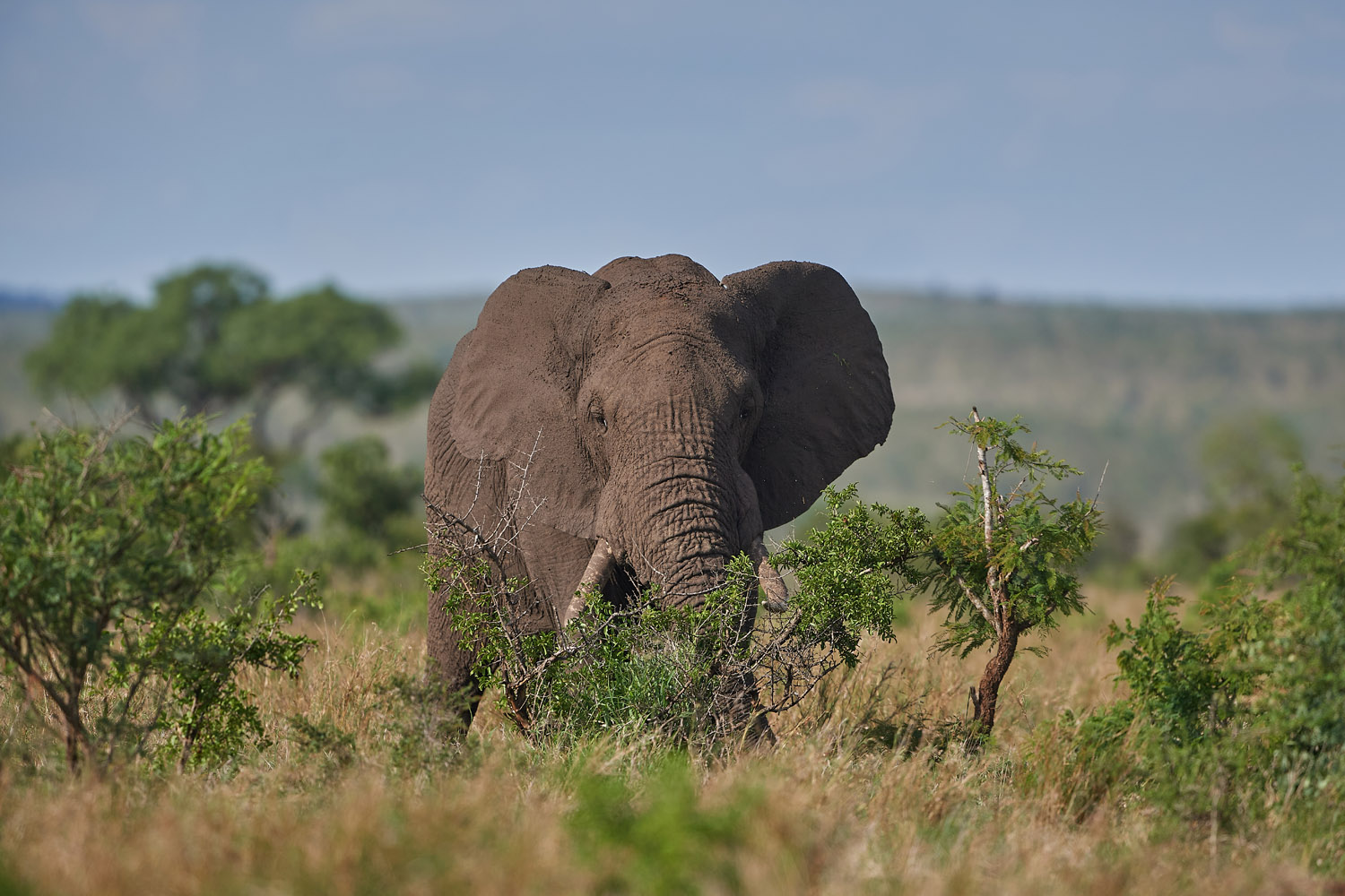 ELEFANT - ELEPHANT