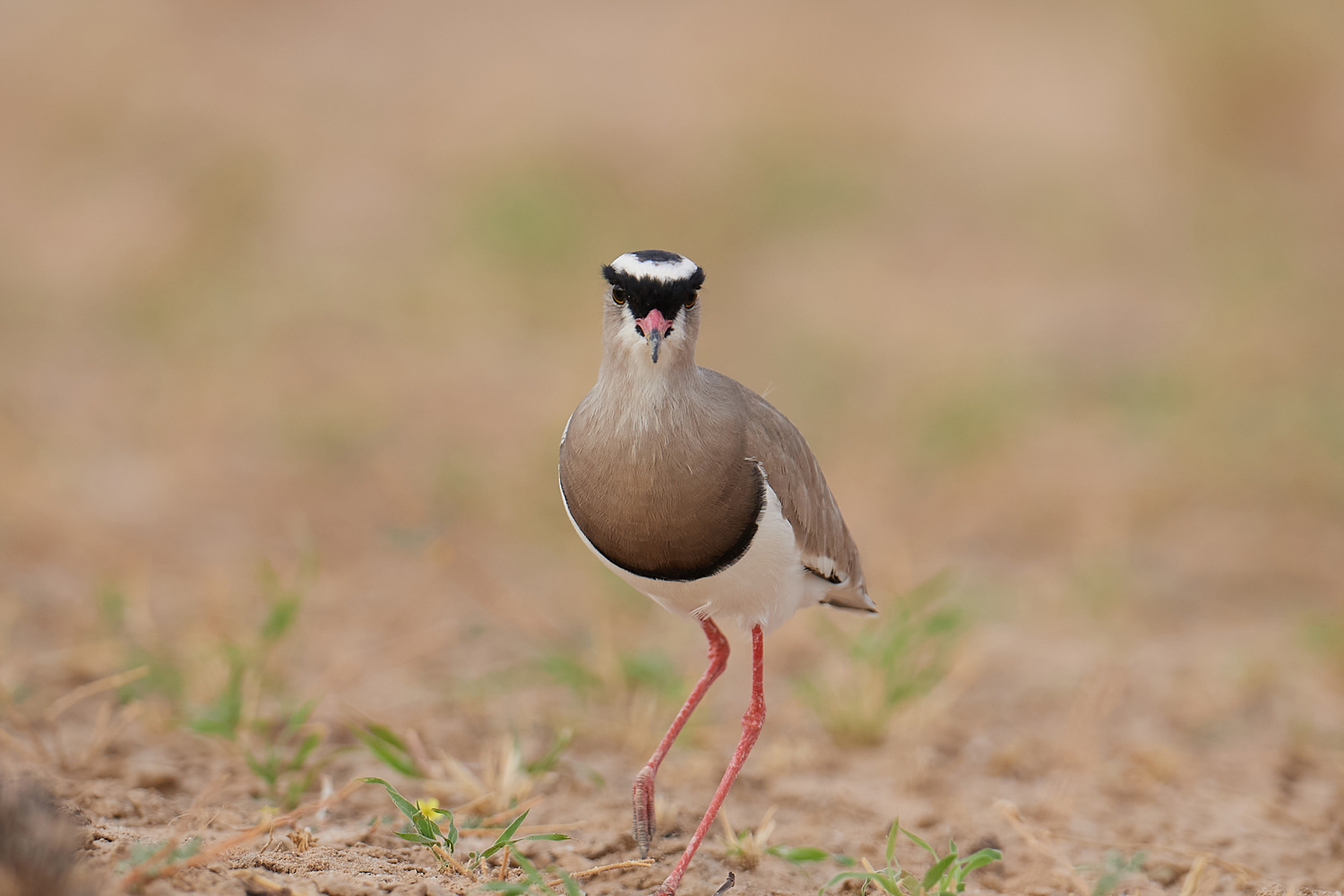 KRONENKIEBITZ – CROWNED LAPWING