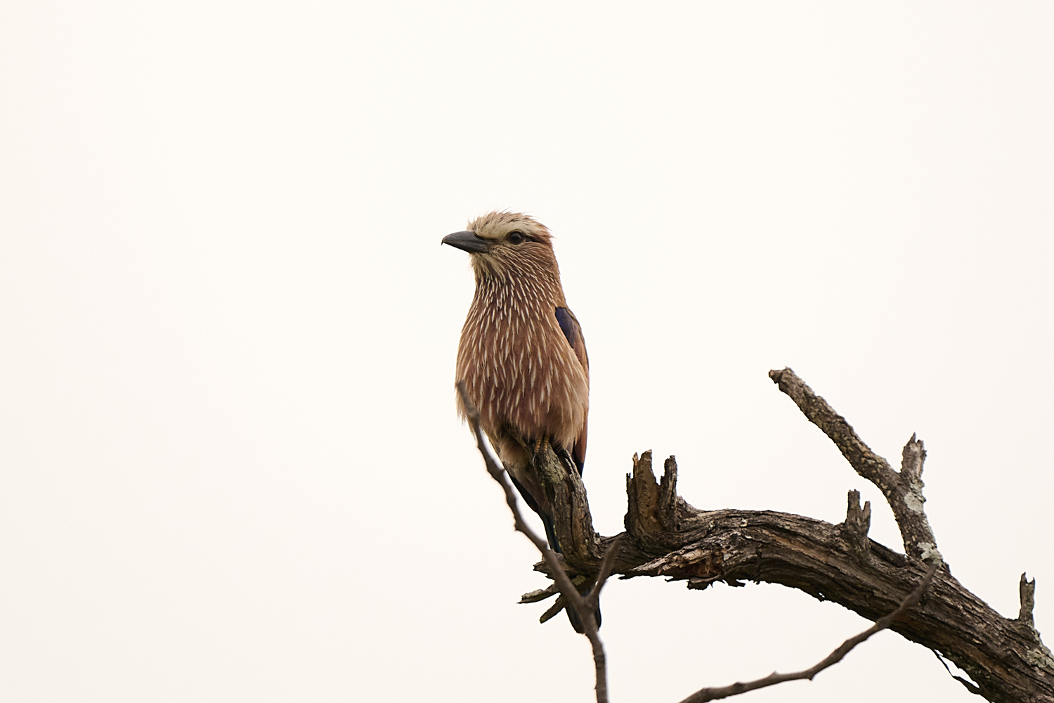 STRICHELRACKE - PURPLE ROLLER