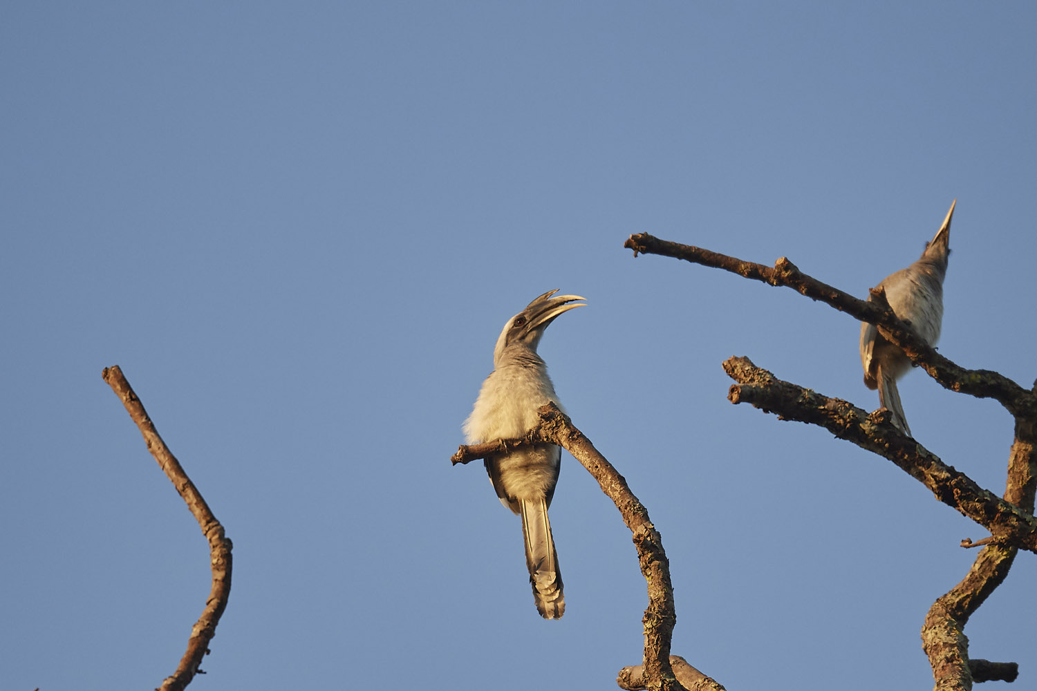 INDISCHER GRAUTOKO - INDIAN GREY HORNBILL