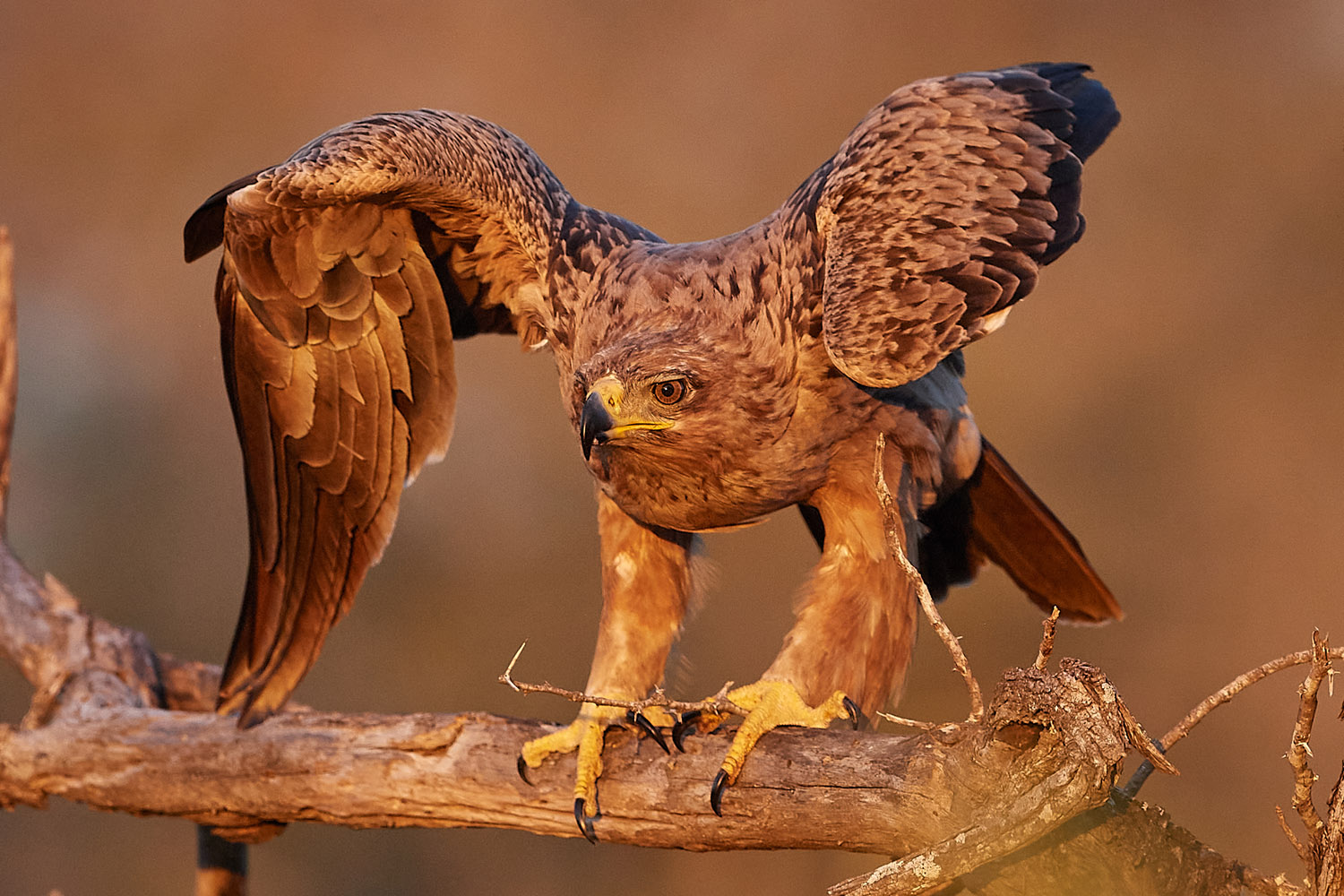 RAUBADLER  - TAWNY EAGLE