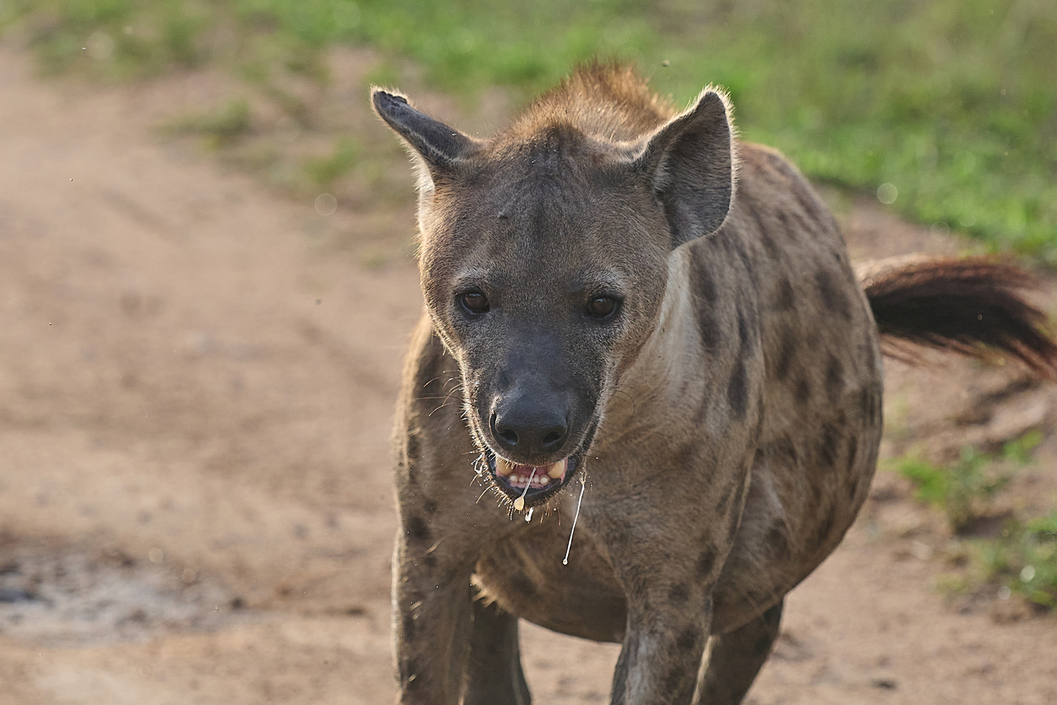 TÜPFELHYÄNE – SPOTTED HYENA