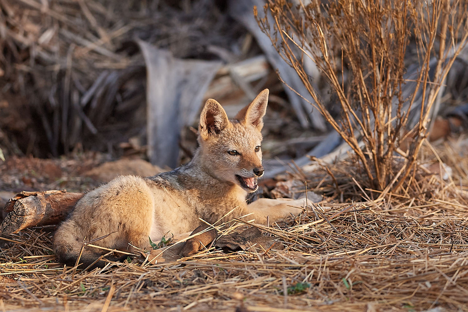 SCHABRACKENSCHAKAL - BLACK-BACKED JACKAL