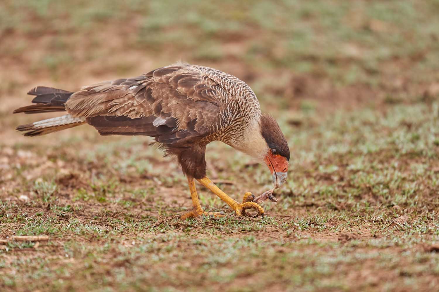 SCHOPFKARAKARA – SOUTHERN CRESTED CARACARA