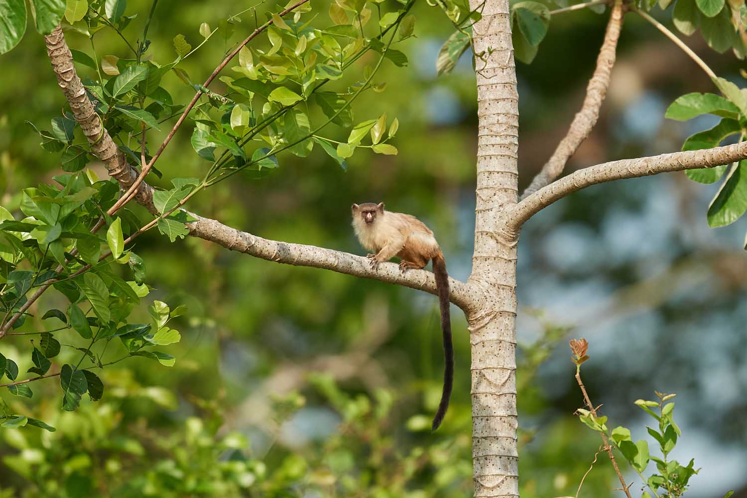 SCHWARZSCHWANZ-SEIDENÄFFCHEN – BLACK-TAILED MARMOSET