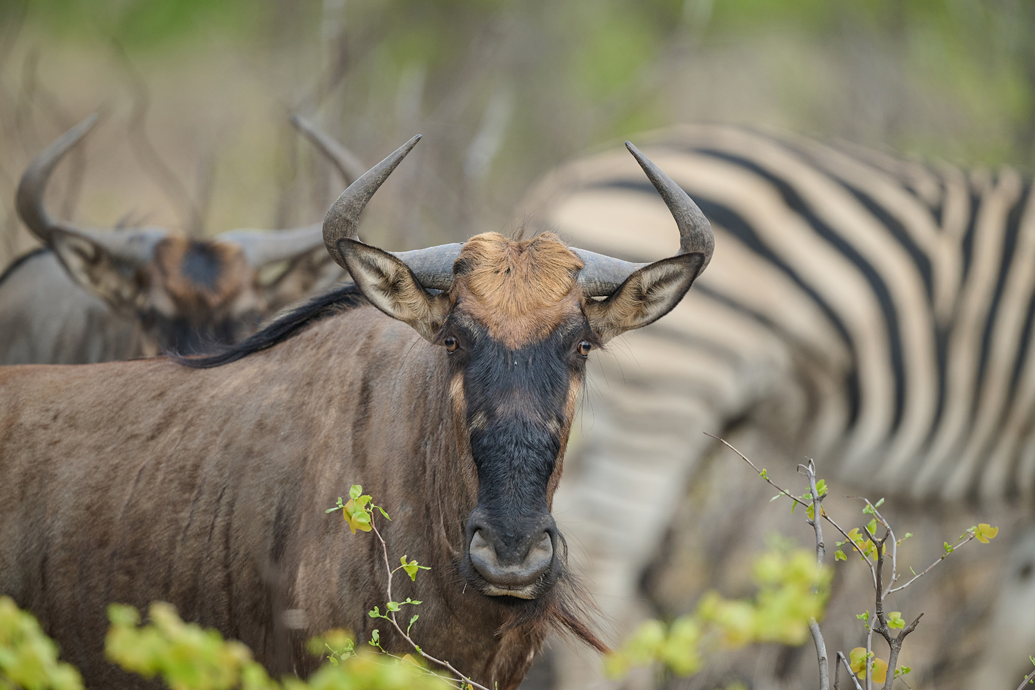 GNU – WILDEBEEST