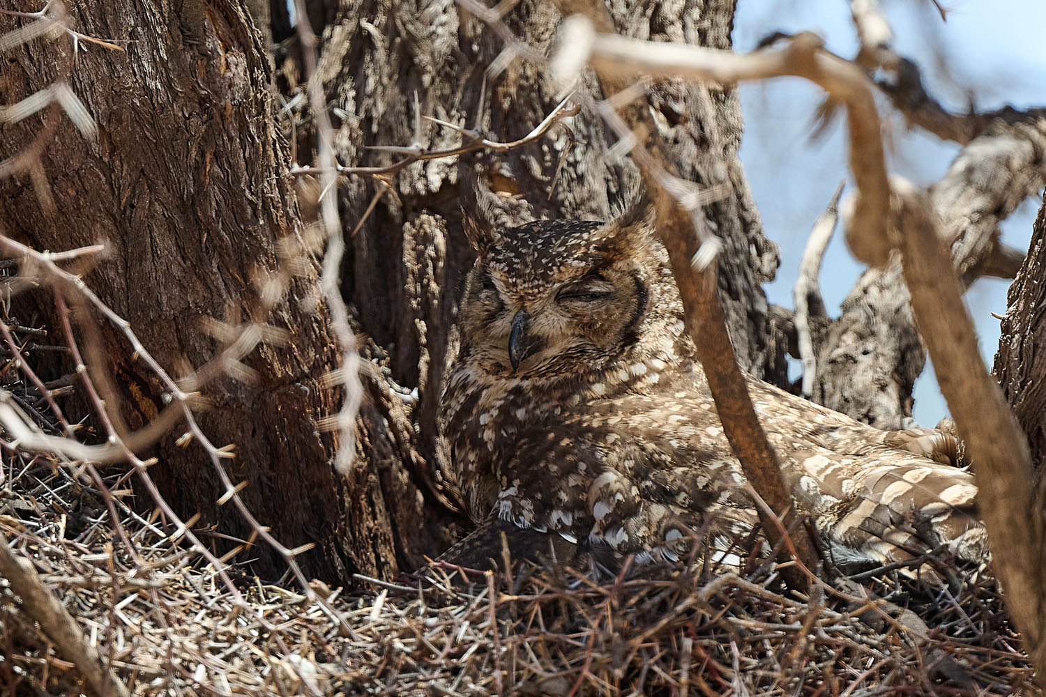 FLECKENUHU – SPOTTED EAGLE OWL