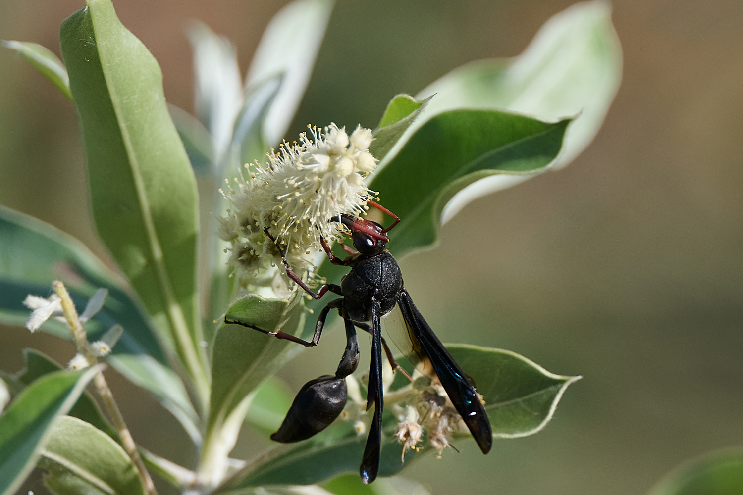 AFRIKANISCHE LEHMWESPE – AFRICAN MUD DAUBER/DELTA WASP