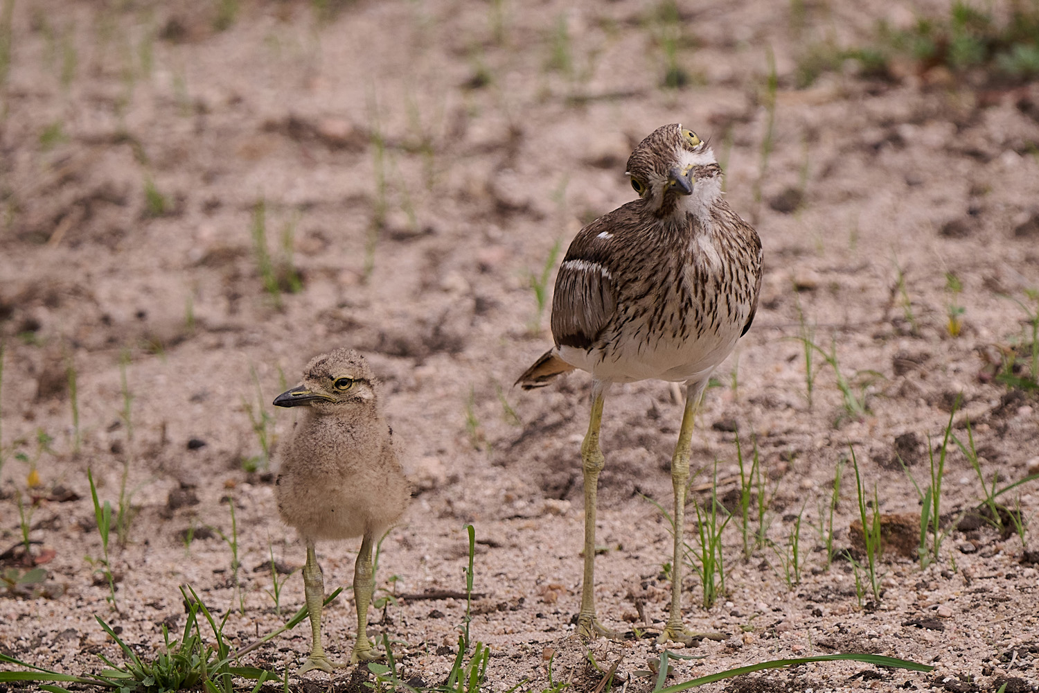 KAPTRIEL – SPOTTED THICK-KNEE