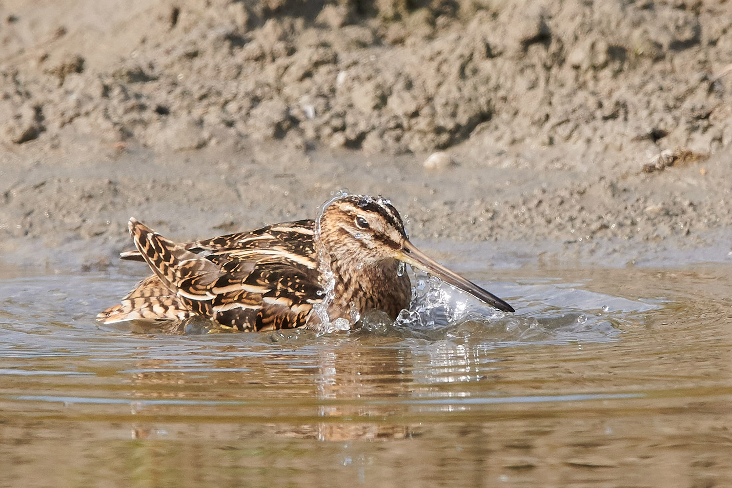 BEKASSINE – COMMON SNIPE