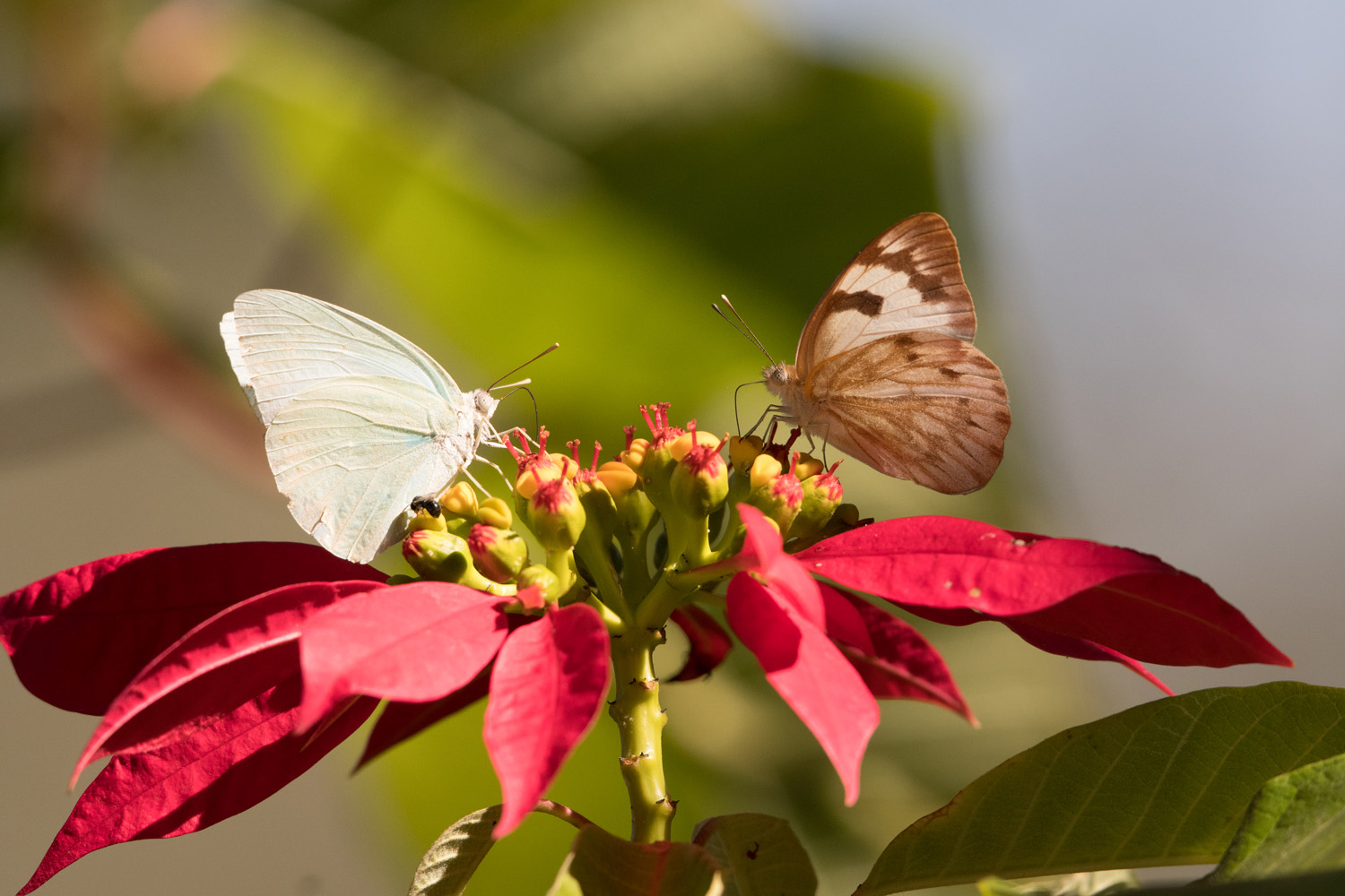 FELDWEISSLING - WHITE BUTTERFLY