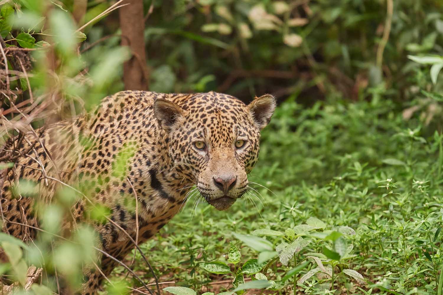 JAGUAR