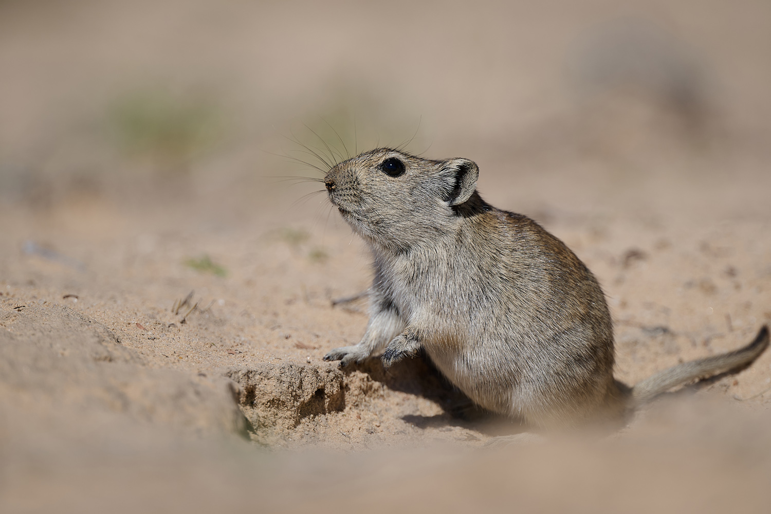 BRANTS´ PFEIFRATTE – BRANTS´S WHISTLING RAT