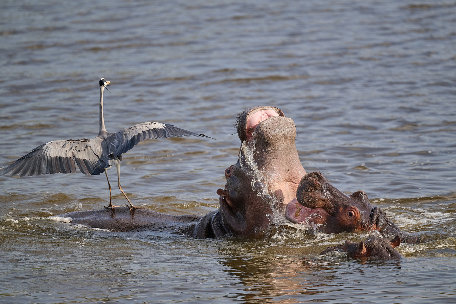 GRAUREIHER/FLUSSPFERD – GREY HERON/HIPPO