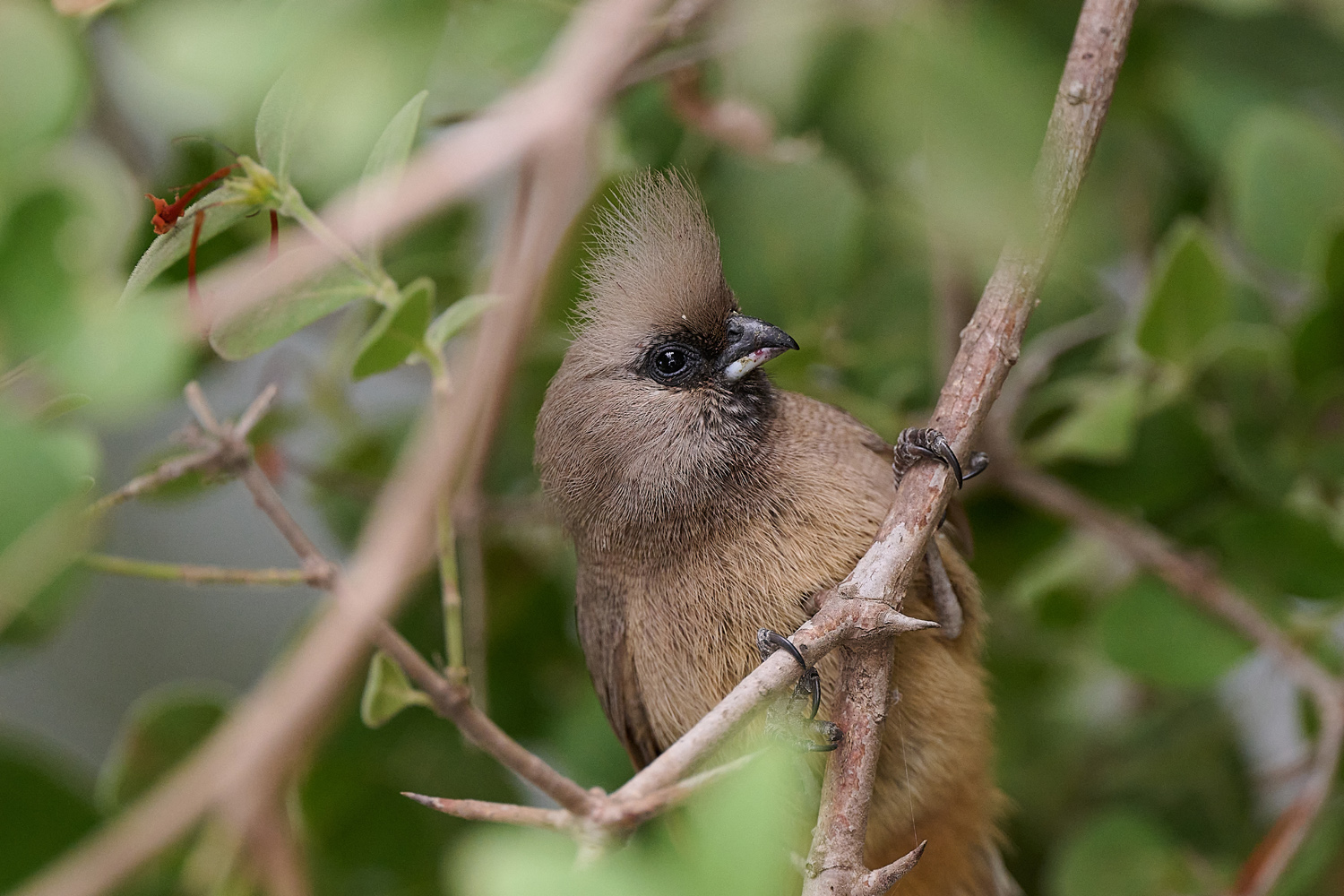 BRAUNFLÜGEL-MAUSVOGEL - SPECKLED MOUSEBIRD