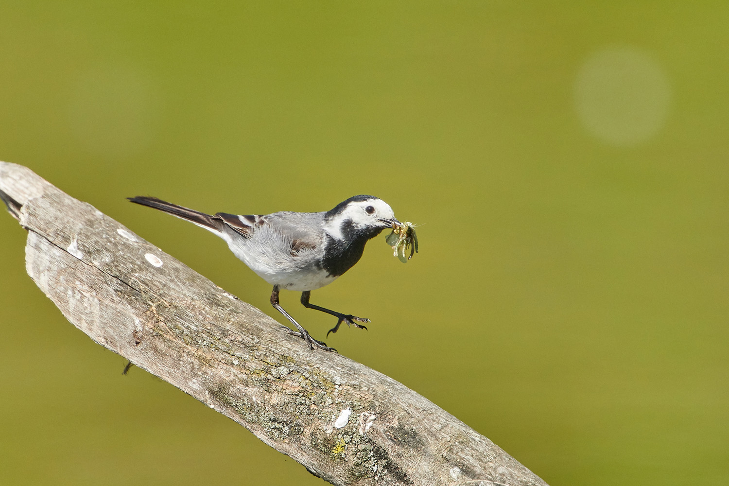 BACHSTELZE – WAGTAIL