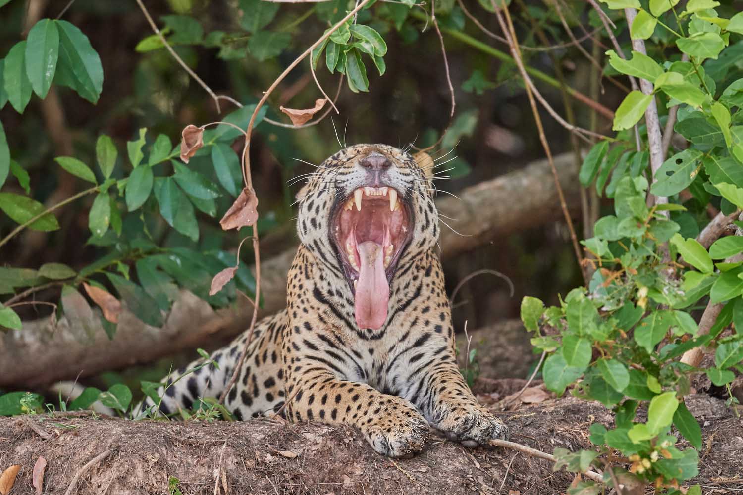JAGUAR