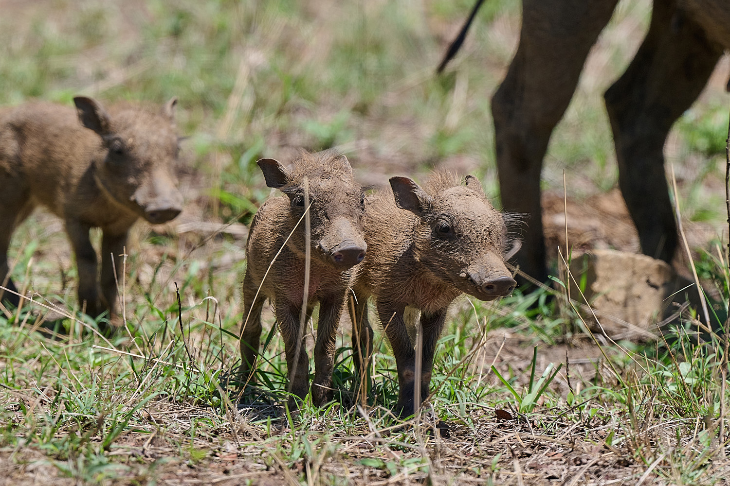 WARZENSCHWEIN - WARTHOG