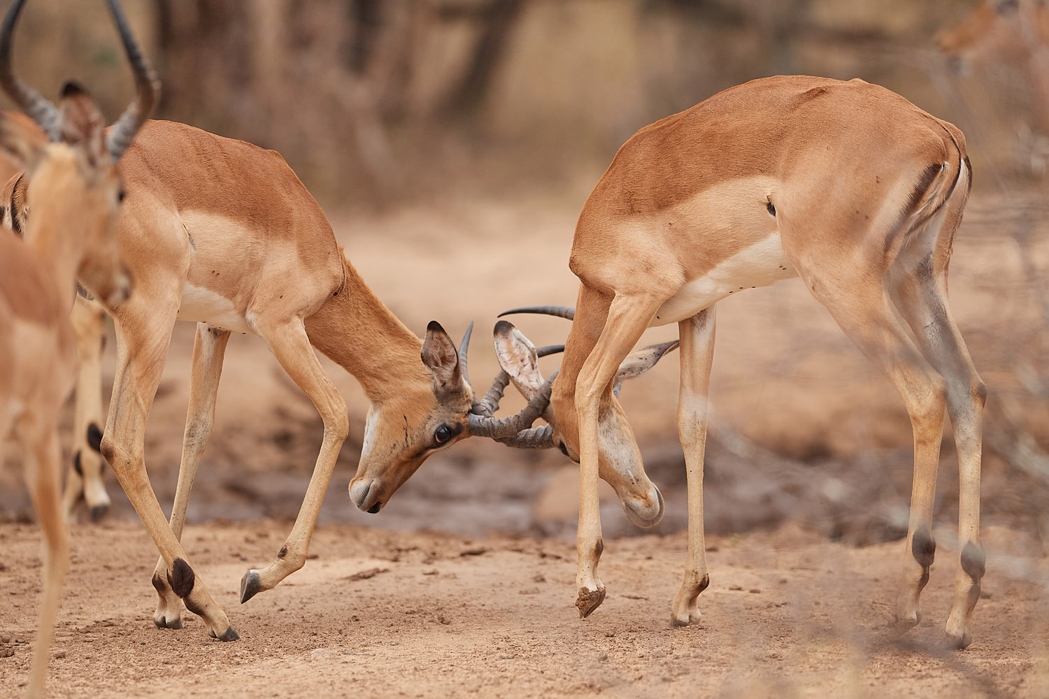 IMPALA