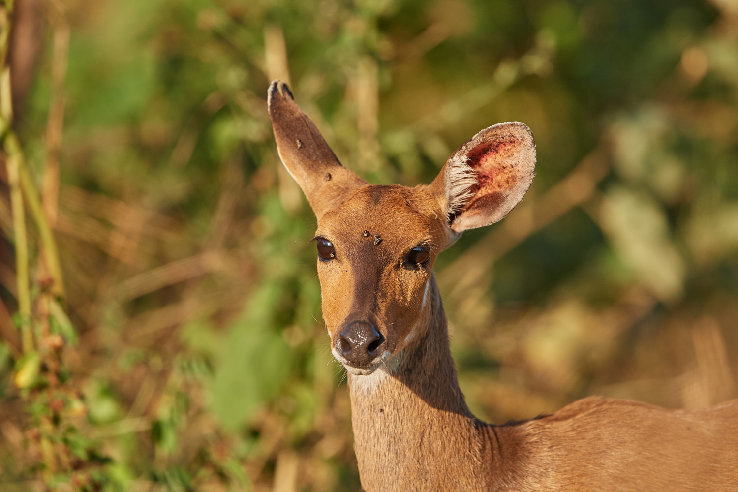 BUSCHBOCK – BUSHBUCK