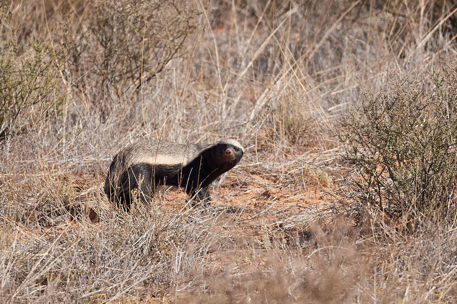 HONIGDACHS - HONEY BADGER