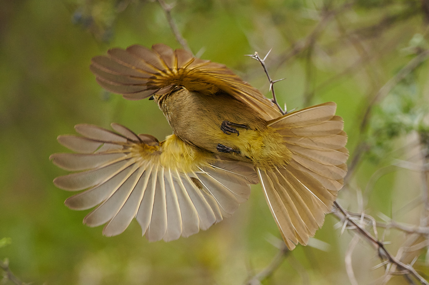 KAP-GRÜNBÜLBÜL - SOMBRE GREENBUL