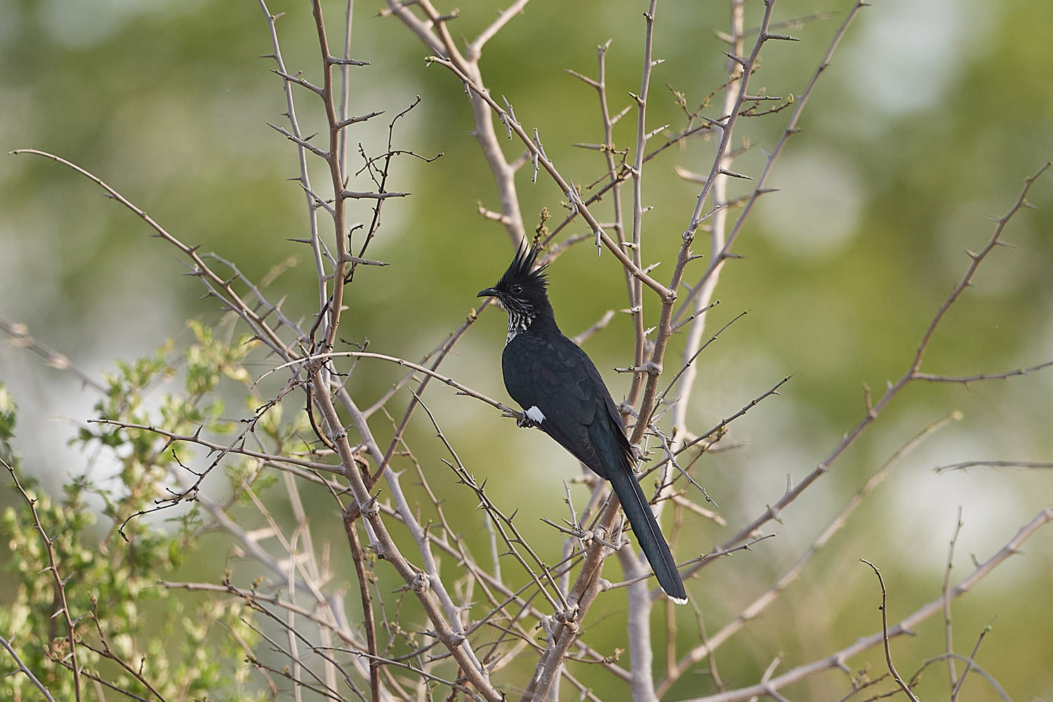 JAKOBINERKUCKUCK – JACOBIN CUCKOO