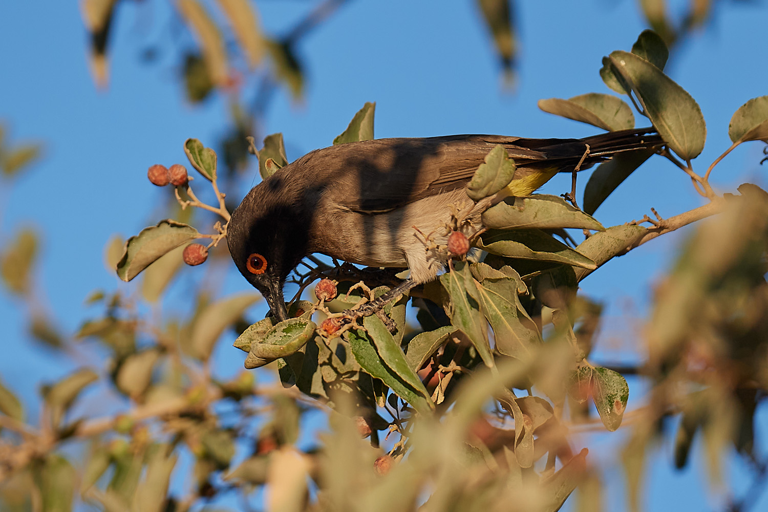 FEUERAUGENBÜLBÜL – AFRICAN RED-EYED BULBUL