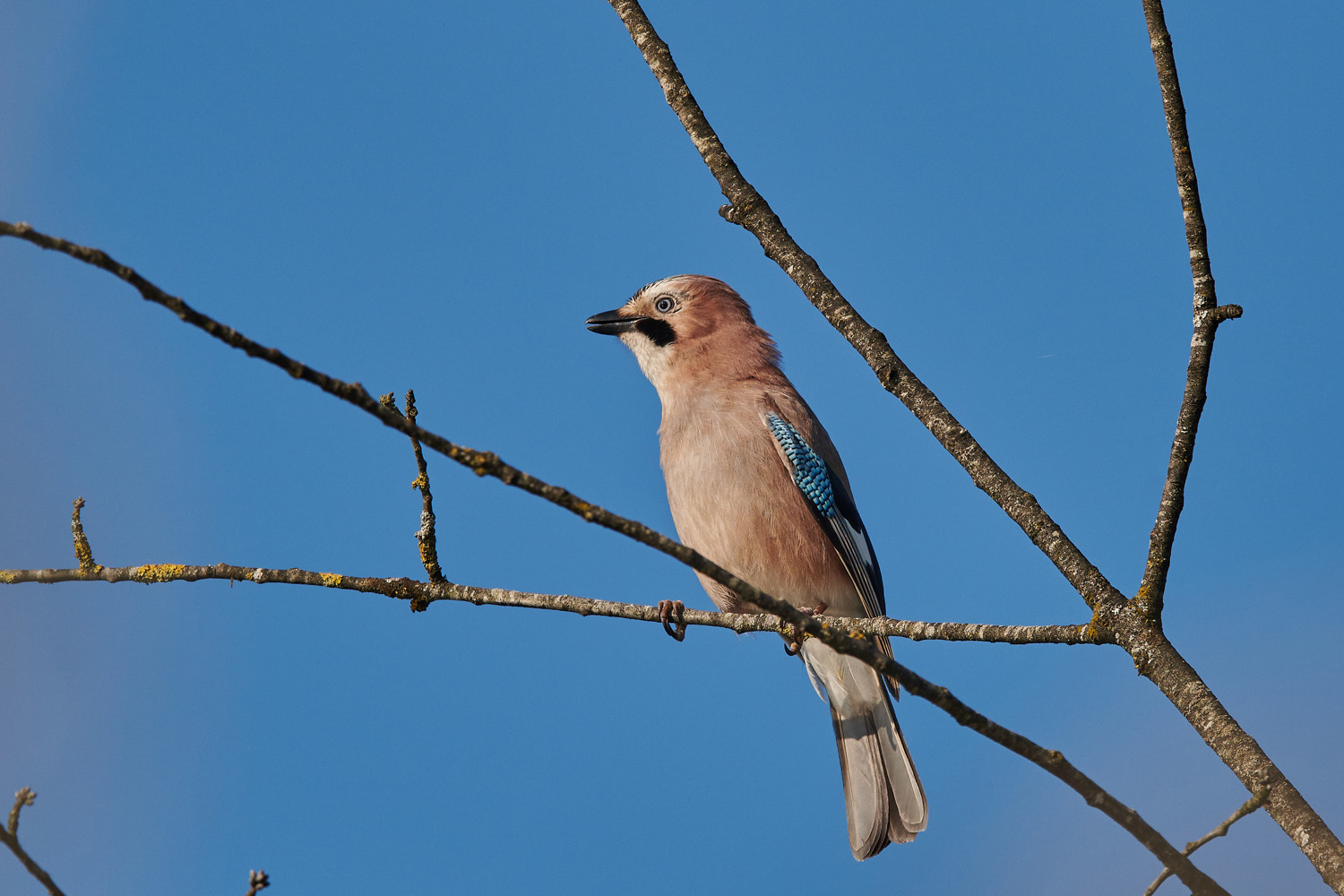 EICHELHÄHER – JAY