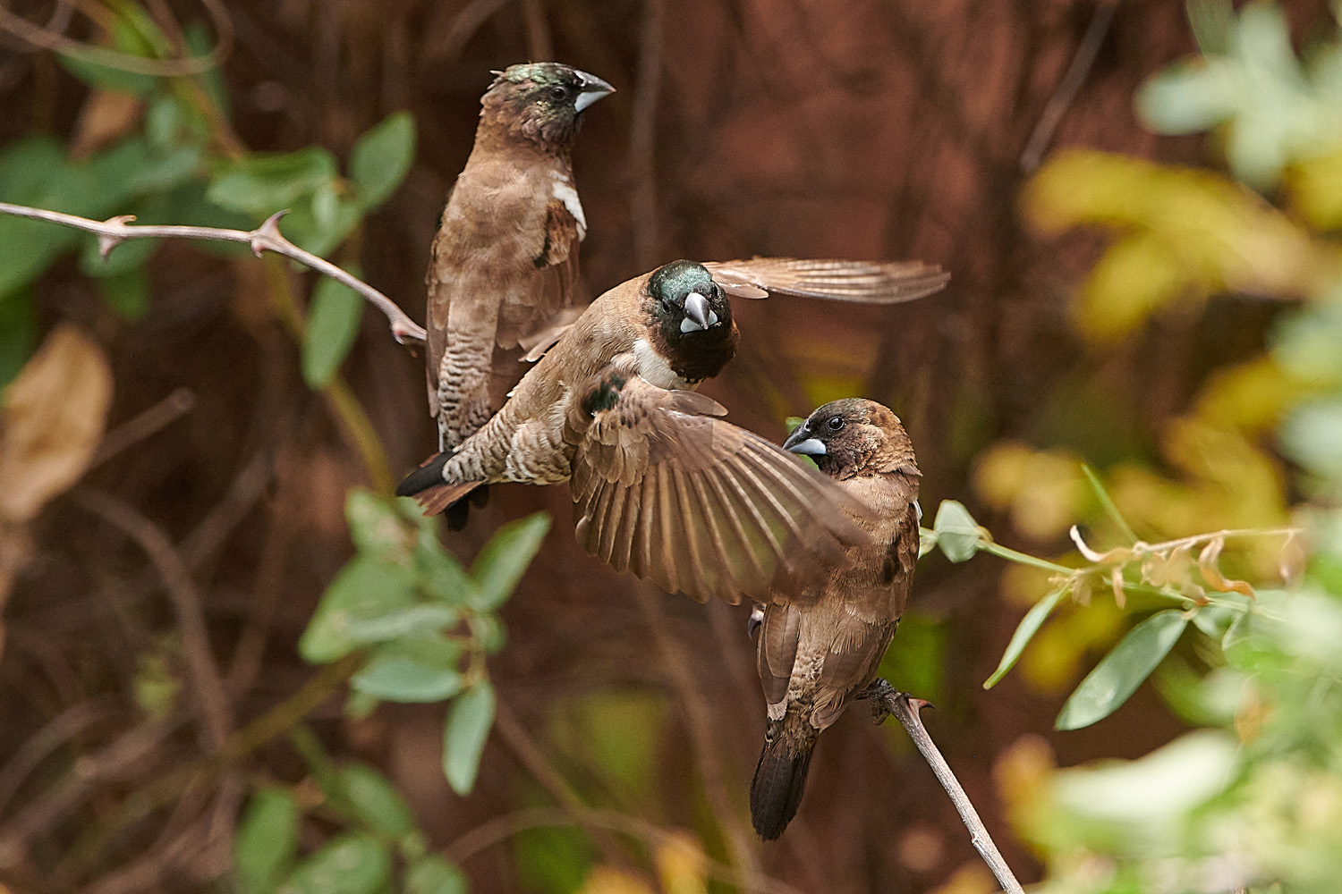 GLANZELSTERCHEN – RED-BACKED MANNIKIN