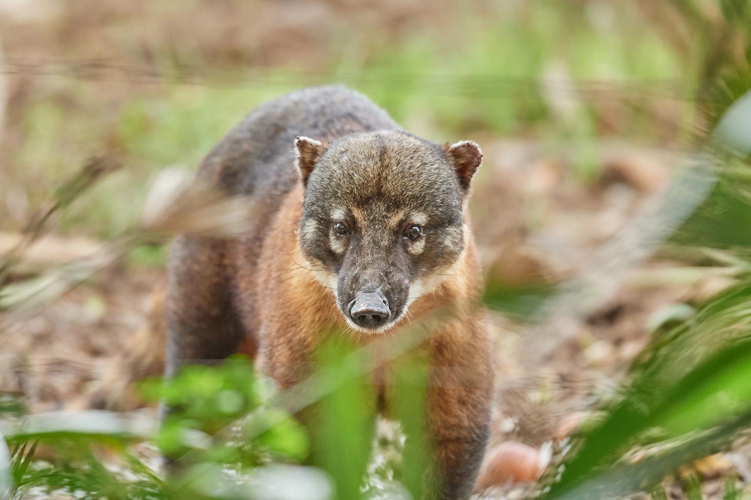 NASENBÄR – COATI