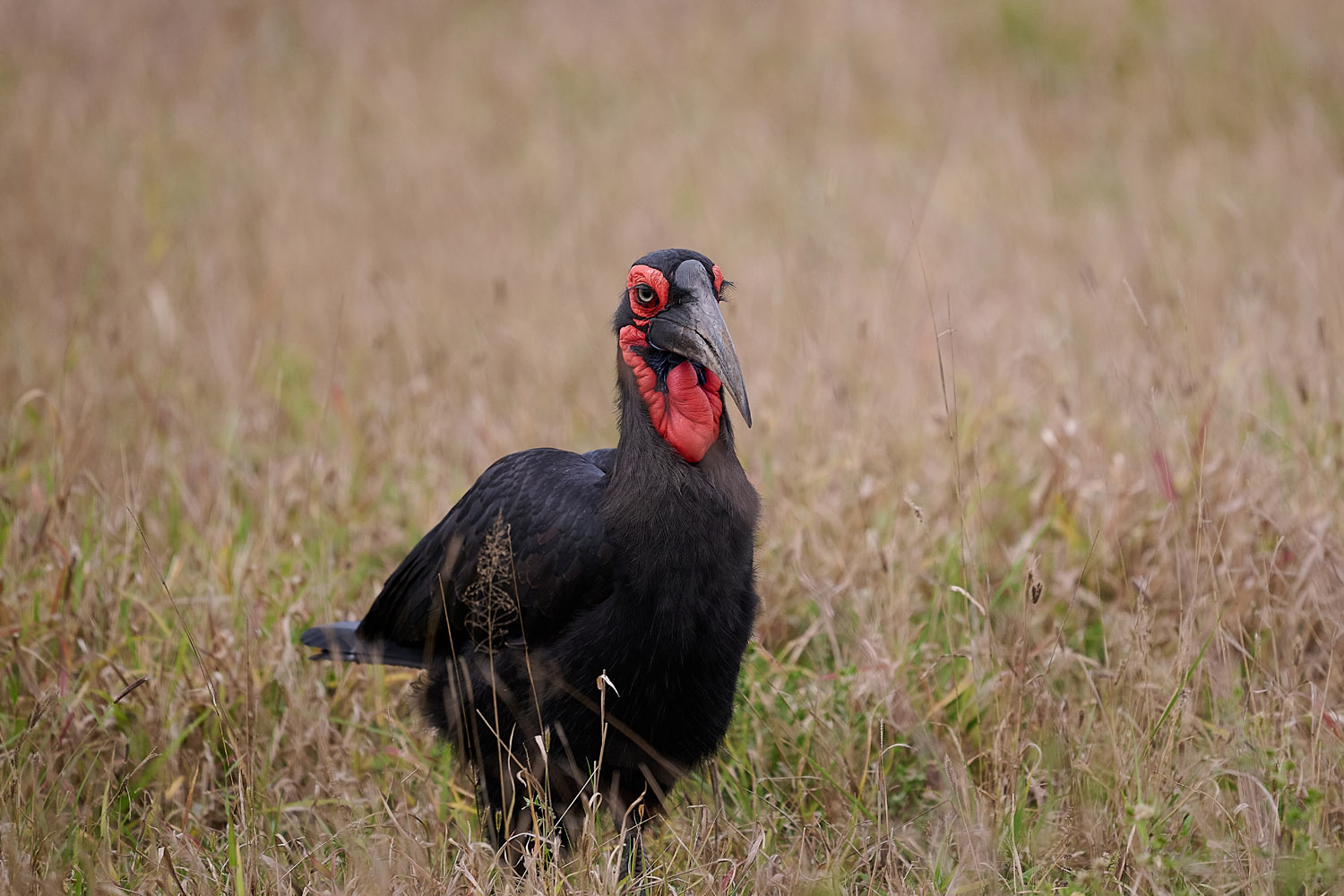 HORNRABE - SOUTHERN GROUND-HORNBILL