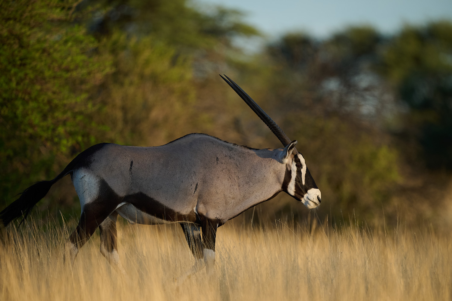 ORYX (SPIESSBOCK) - GEMSBOK