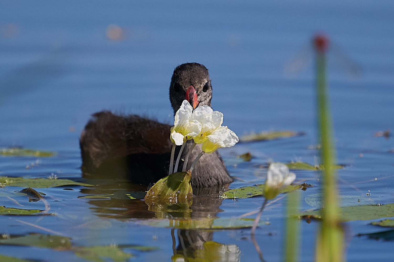 TEICHHUHN – COMMON MOORHEN