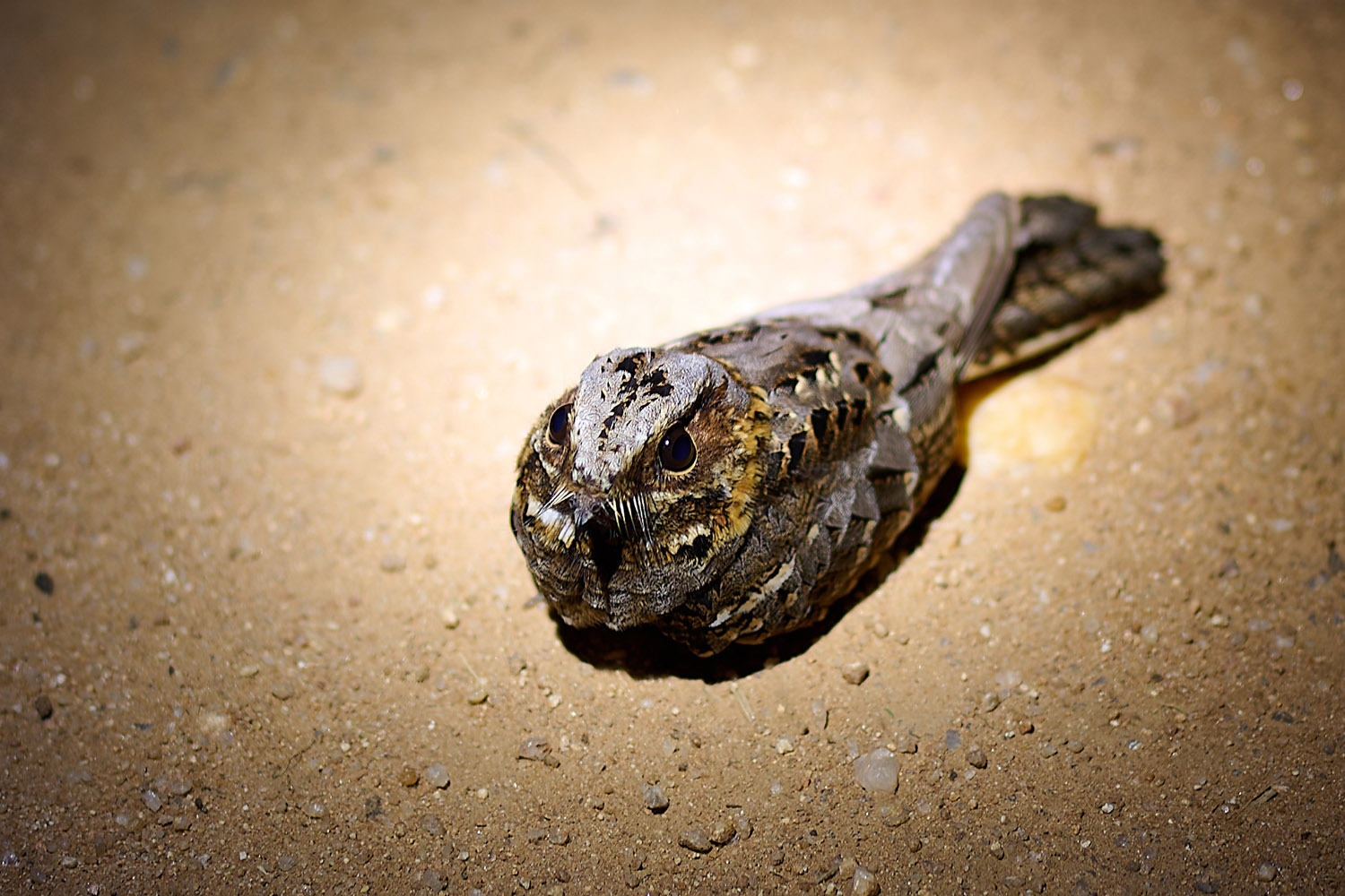 NACHTSCHWALBE – NIGHTJAR