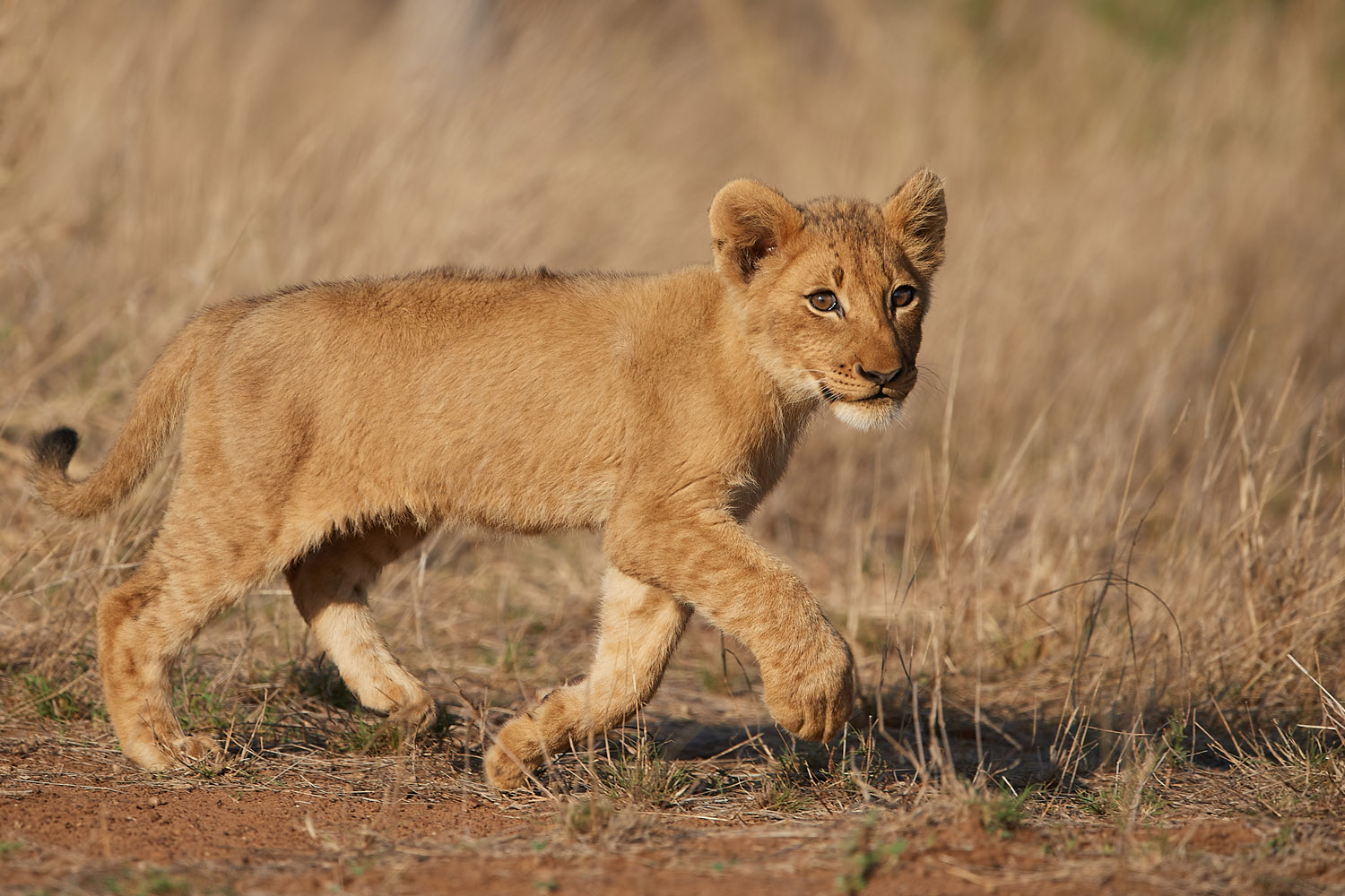 LÖWE - LION