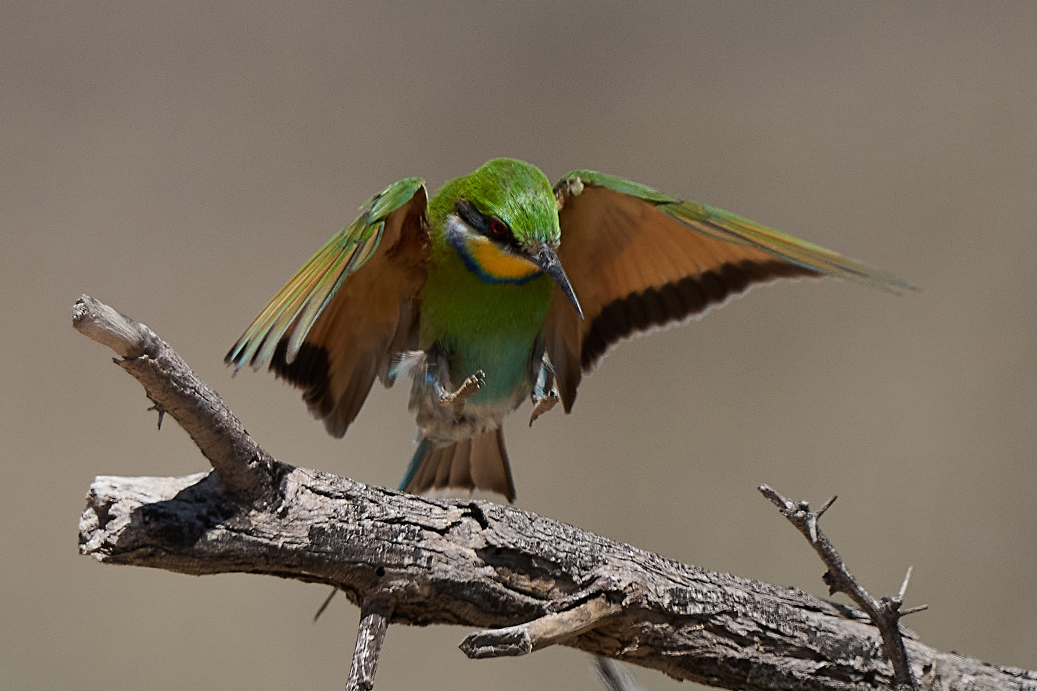 SCHWALBENSCHWANZSPINT – SWALLOW-TAILED BEE-EATER