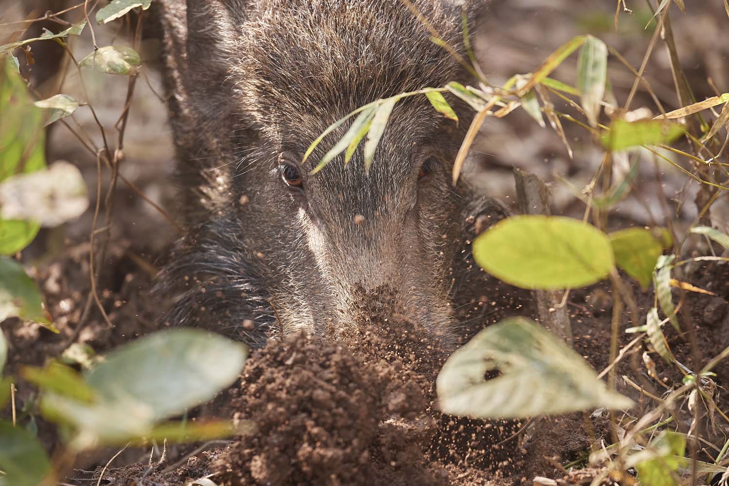 WILDSCHWEIN - WILD BOAR