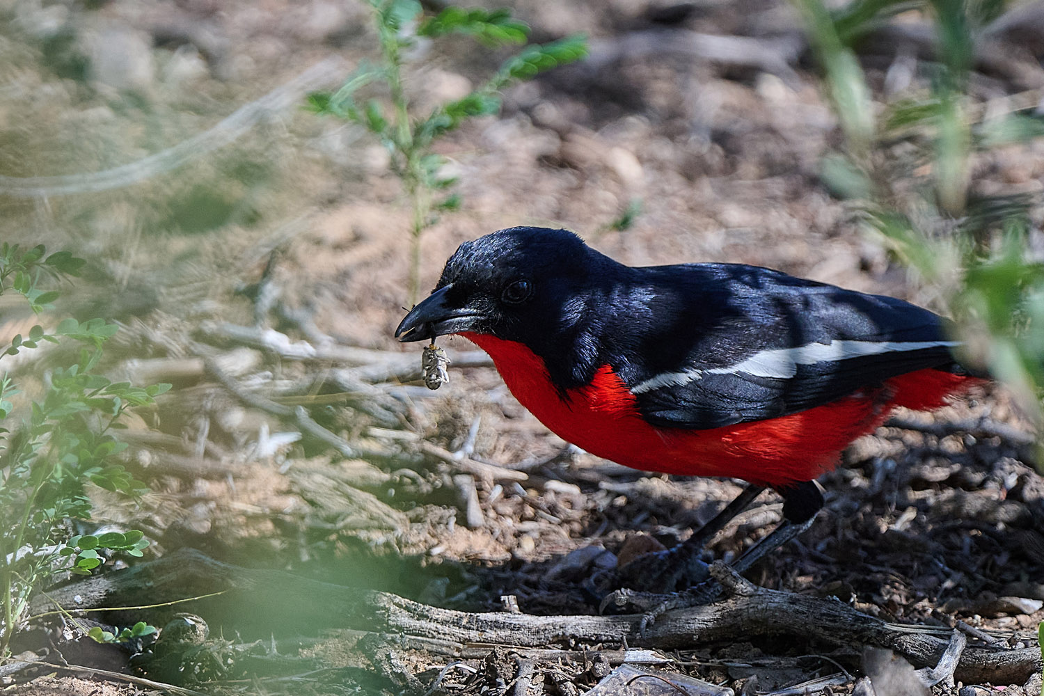 ROTBAUCHWÜRGER – CRIMSON-BREASTED SHRIKE