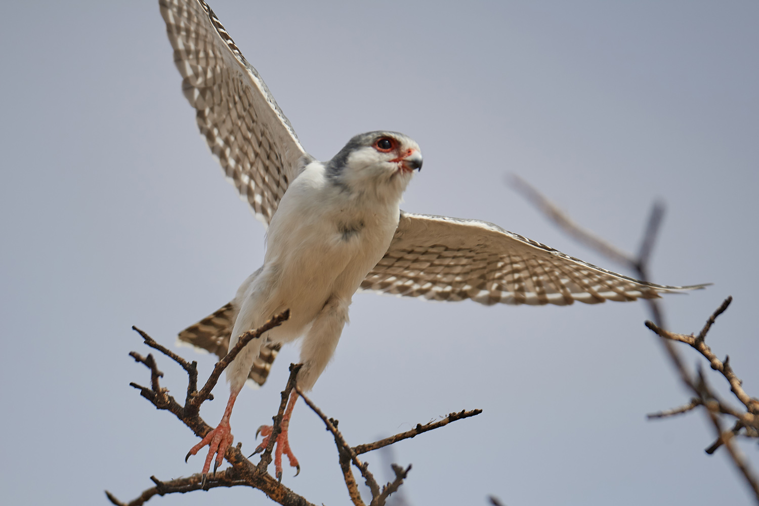 HALSBAND-ZWERGFALKE – PYGMY FALCON