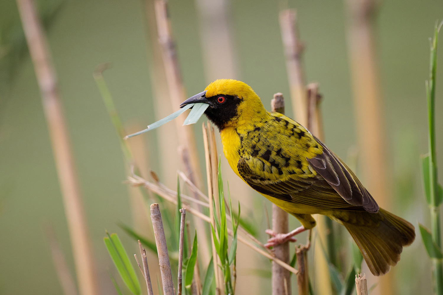 TEXTOR - VILLAGE WEAVER