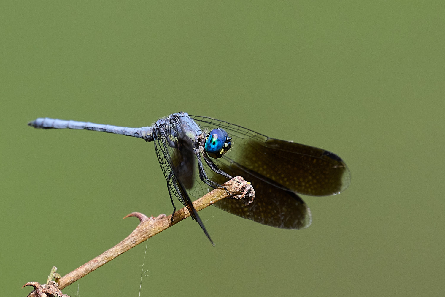 TETRATHEMIS POLLENI - BLACK-SPLASHED ELF