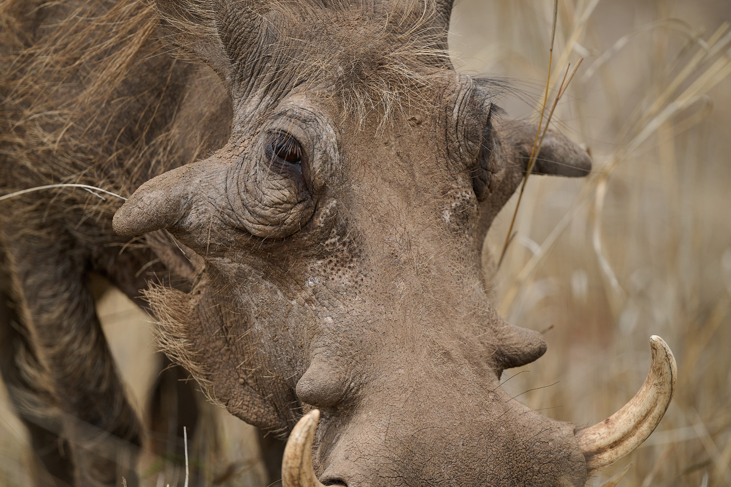 WARZENSCHWEIN - WARTHOG