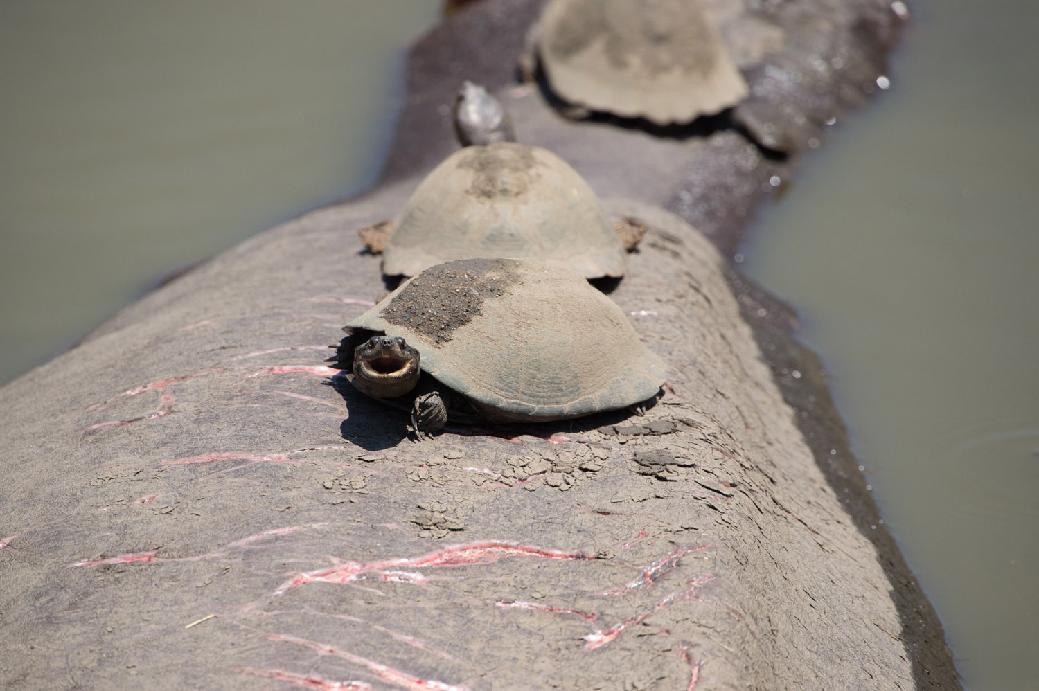 STARRBRUST-PELOMEDUSENSCHILDKRÖTE/FLUSSPFERD - AFRICAN HELMETED TURTLE/HIPPO