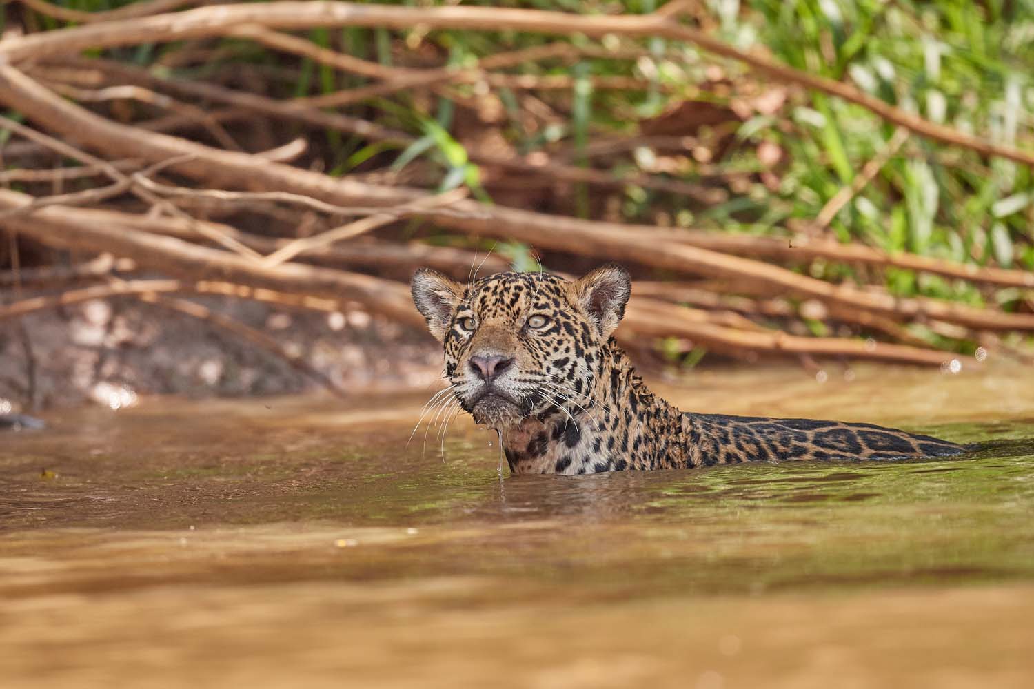 JAGUAR