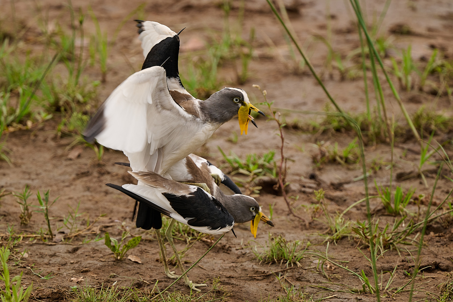 WEISSSCHEITELKIEBITZ – WHITE-CROWNED LAPWING