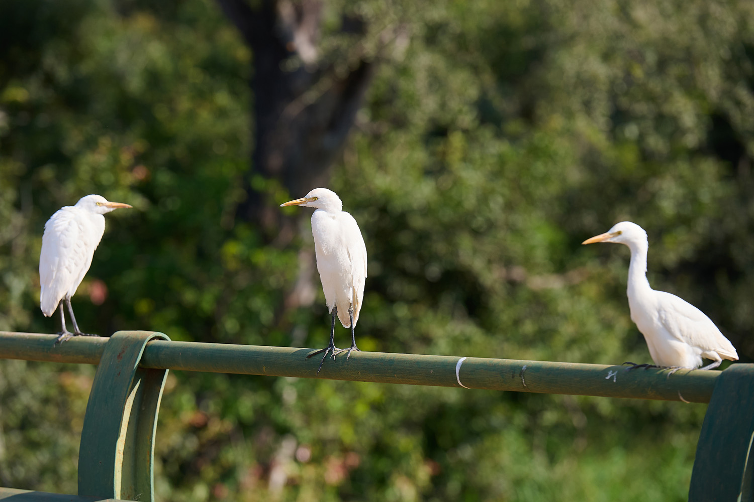 KUHREIHER – CATTLE EGRET